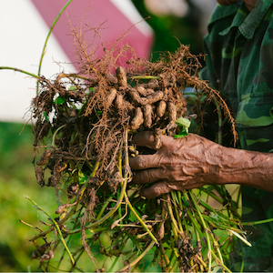 Tratamento Natural para Próstata